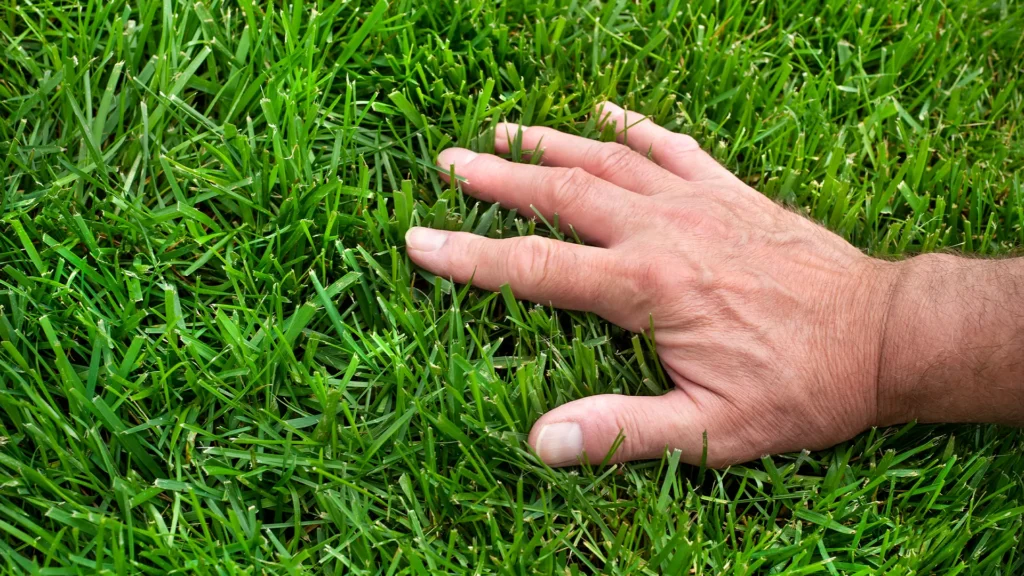 hand touching green grass